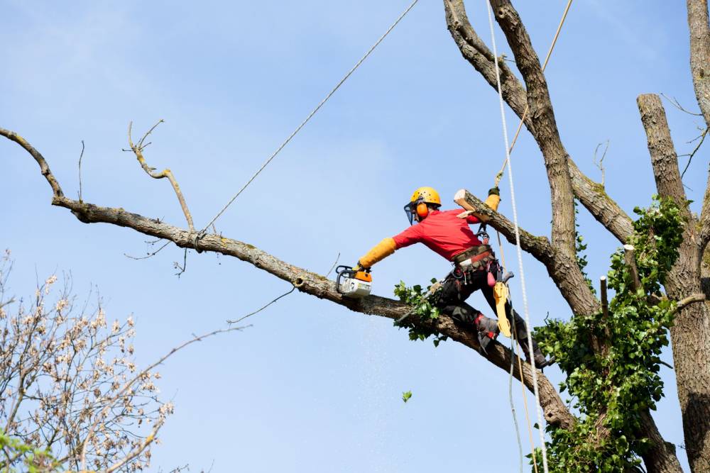 élagage d'arbres à Poussan